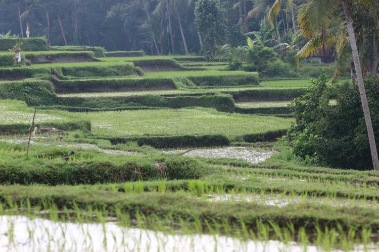  ricefield visit 